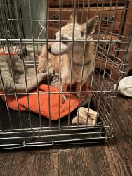 Found/Stray Male Dog last seen Parsons Tale, Tucson, AZ 85756