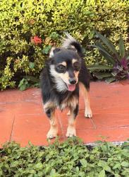 Reunited Male Dog last seen Villa flora at Boca pointe, Boca Raton, FL 33433