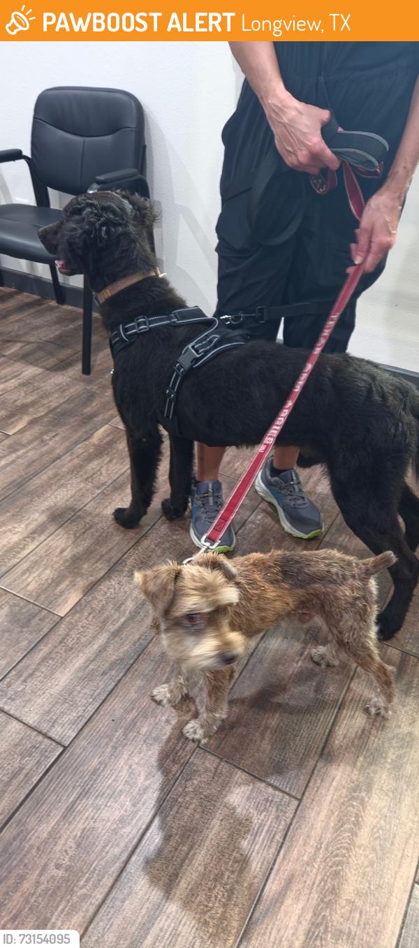 Found/Stray Male Dog last seen Pine tree high school, Longview, TX 75604