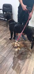 Found/Stray Male Dog last seen Pine tree high school, Longview, TX 75604