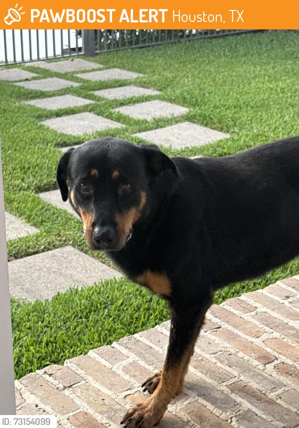 Found/Stray Unknown Dog last seen 8th and Ashland, Houston, TX 77007