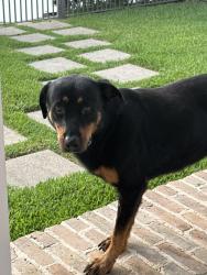 Found/Stray Unknown Dog last seen 8th and Ashland, Houston, TX 77007