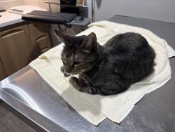 Reunited Female Cat last seen Route 71, Brielle, NJ 08730