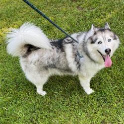 Shelter Stray Female Dog last seen Olustee Drive, RALEIGH, NC, 27610, 820 Beacon Lake Dr, Raleigh, NC 27610, USA