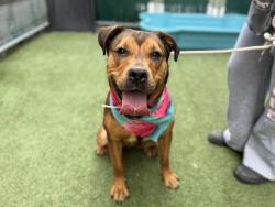 Shelter Stray Female Dog last seen Near Jerome Avenue, BRONX, NY, 10468, 326 E 110th St, New York, NY 10029, USA