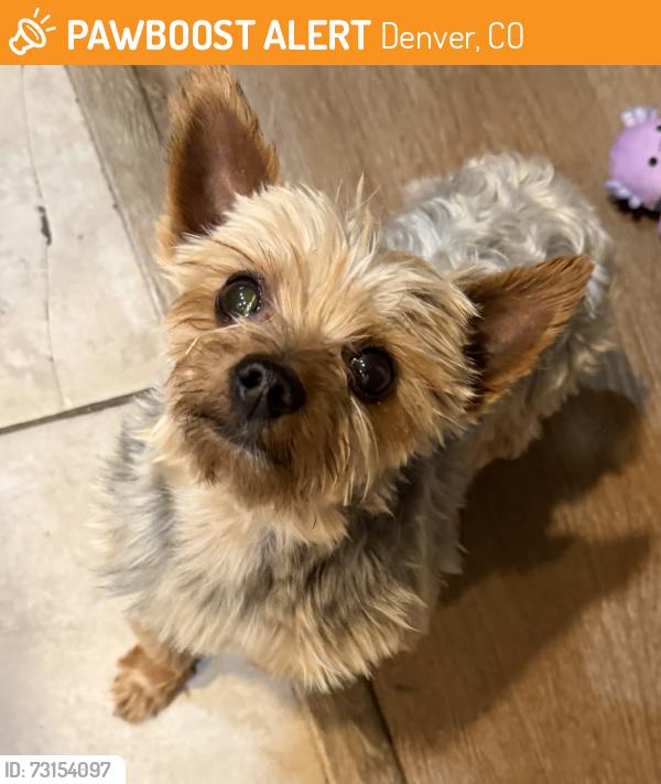 Found/Stray Male Dog last seen 115th and Grape St Thornton CO 80233, Denver, CO 80233