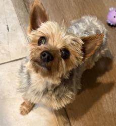 Found/Stray Male Dog last seen 115th and Grape St Thornton CO 80233, Denver, CO 80233