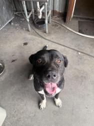 Found/Stray Male Dog last seen Service Rd., Ceres, CA 95307