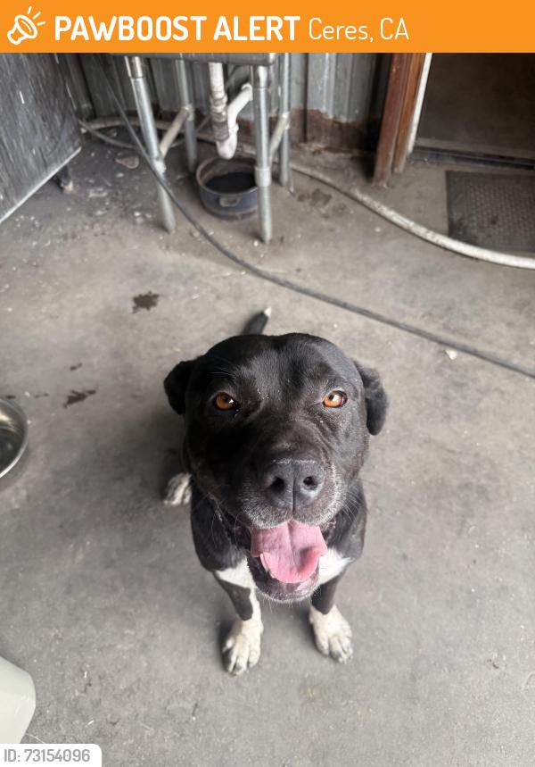 Found/Stray Male Dog last seen Service Rd., Ceres, CA 95307