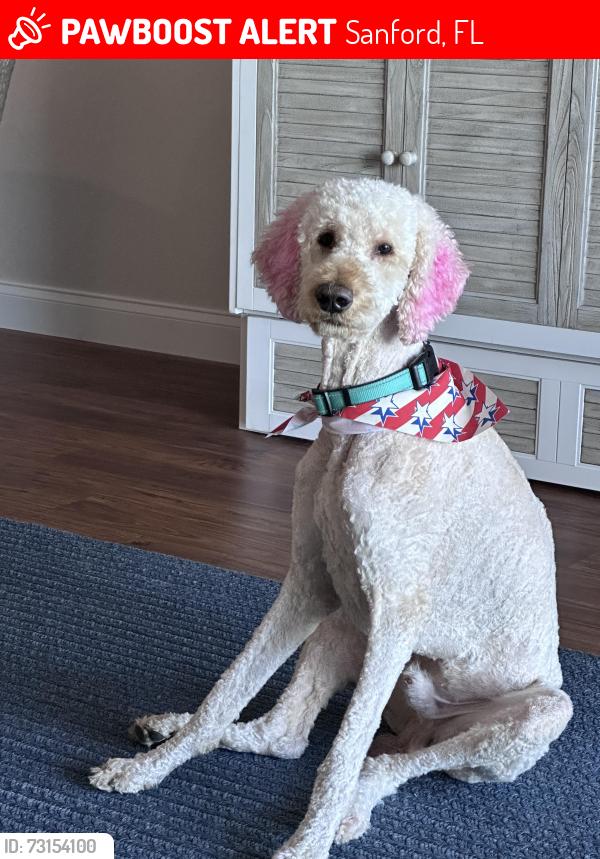 Lost Male Dog last seen 1st street and Elliot Avenue, Sanford Florida, Sanford, FL 32771
