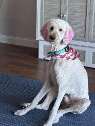 Lost Male Dog last seen 1st street and Elliot Avenue, Sanford Florida, Sanford, FL 32771