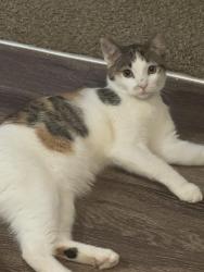 Reunited Female Cat last seen Wheelock parkway/Edgemont, Saint Paul, MN 55106