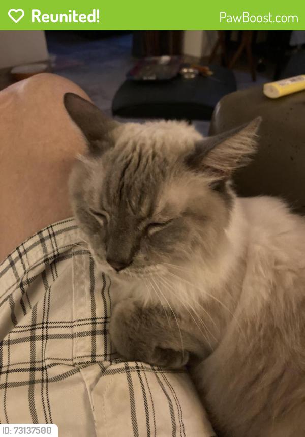 Reunited Male Cat last seen De Nada and Camino del Sol, Green Valley, AZ 85622
