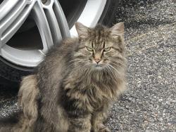 Found/Stray Female Cat last seen VW Catonsville Service Dept, Baltimore, MD 21228