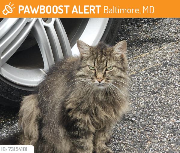 Found/Stray Female Cat last seen VW Catonsville Service Dept, Baltimore, MD 21228