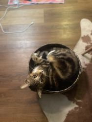 Lost Male Cat last seen Ebers and cape may, San Diego, CA 92107