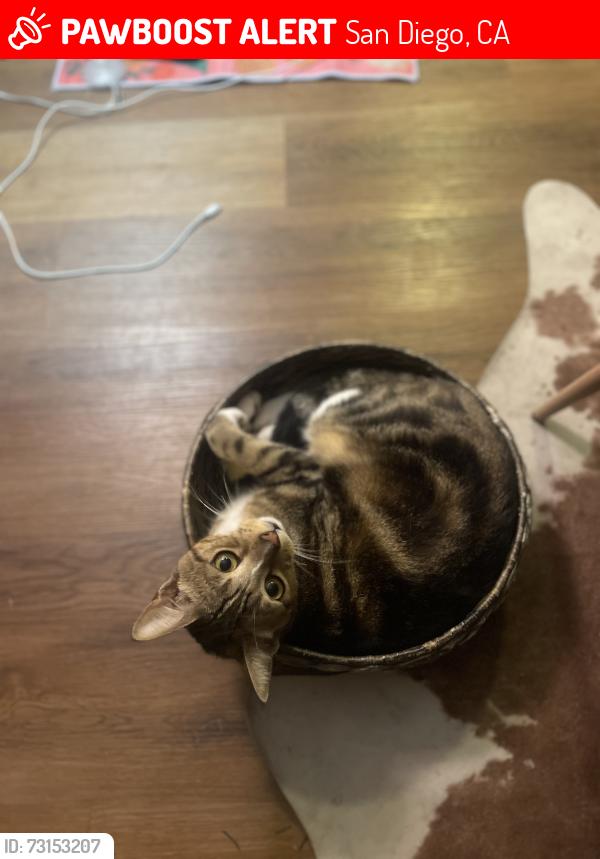 Lost Male Cat last seen Ebers and cape may, San Diego, CA 92107