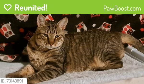 Reunited Male Cat last seen He was last seen near the grassy paths away from the road by Westchester north s & cndmniums near the clbh area that has a pool and small playground near S Lowell BLVD and West Dill rd, Denver, CO 80236