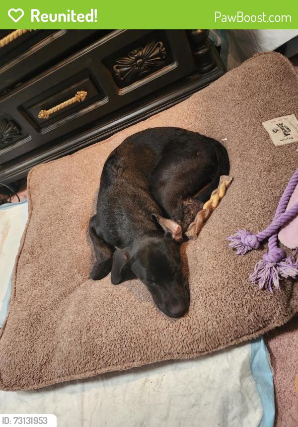 Reunited Female Dog last seen Oak Abbey Ct, El Paso, TX 79936