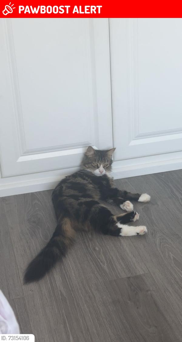 Lost Male Cat last seen South hatfield, Hertfordshire, England AL10 8UW