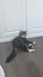 Lost Male Cat last seen South hatfield, Hertfordshire, England AL10 8UW