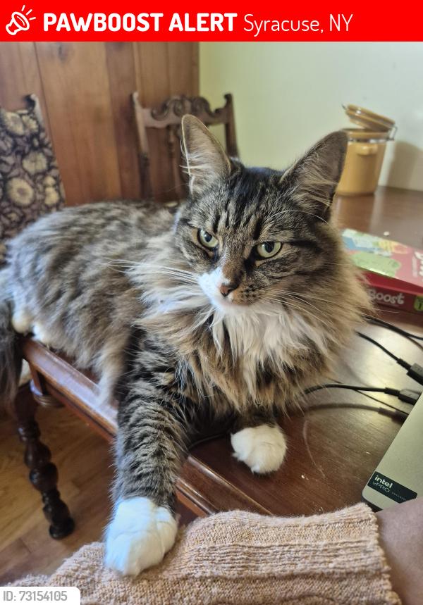 Lost Female Cat last seen Aubdon and Mountainview, Syracuse, NY 13224