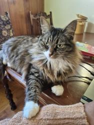Lost Female Cat last seen Aubdon and Mountainview, Syracuse, NY 13224