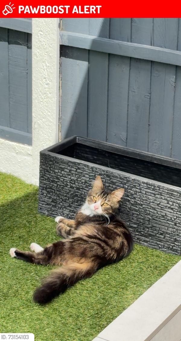 Lost Male Cat last seen Near st Audrey’s close, Hertfordshire, England AL10 8UW