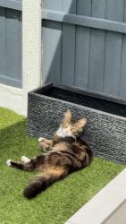 Lost Male Cat last seen Near st Audrey’s close, Hertfordshire, England AL10 8UW