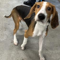 Shelter Stray Male Dog last seen , 980 Guilford College Rd, Greensboro, NC 27409, USA