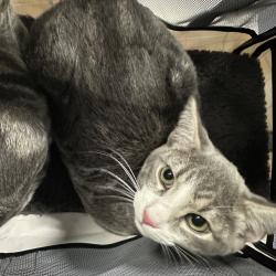 Shelter Stray Unknown Cat last seen , 980 Guilford College Rd, Greensboro, NC 27409, USA
