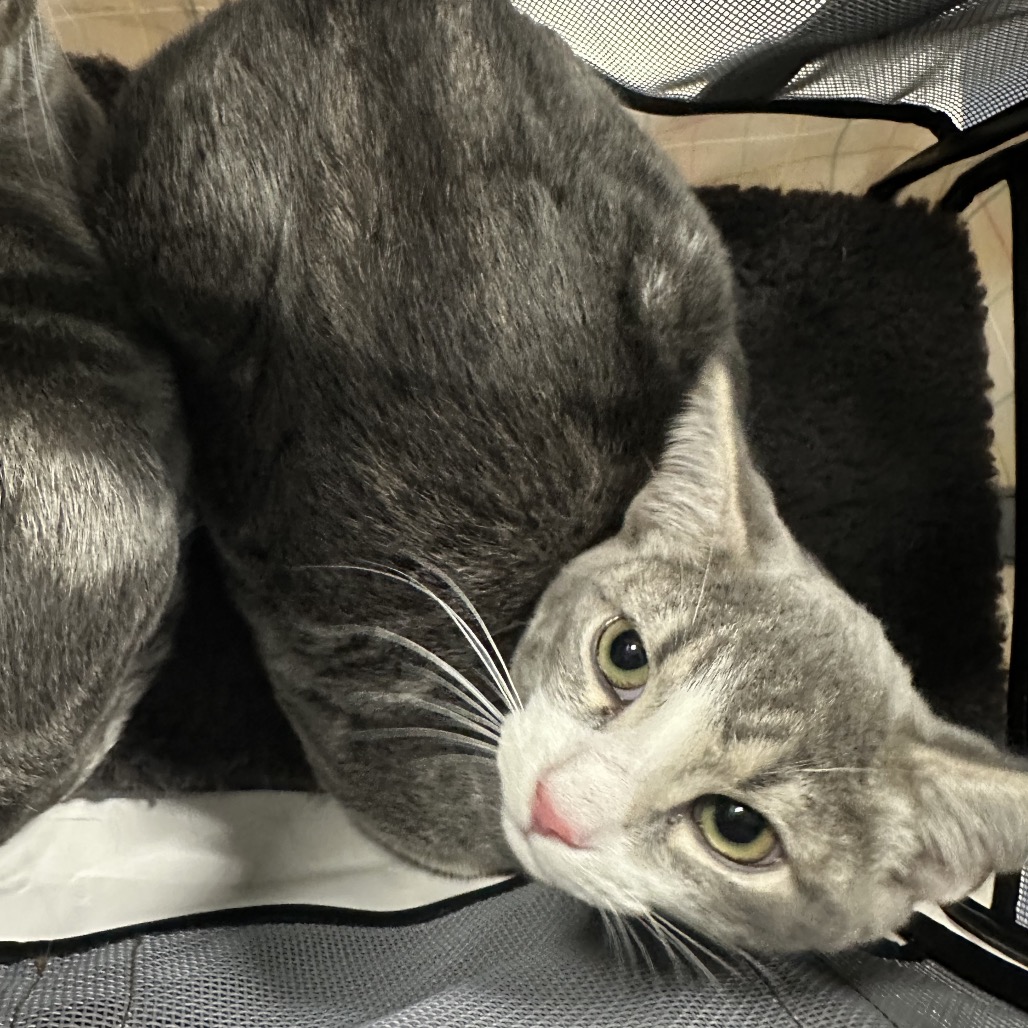Shelter Stray Unknown Cat last seen , 980 Guilford College Rd, Greensboro, NC 27409, USA