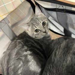 Shelter Stray Unknown Cat last seen , 980 Guilford College Rd, Greensboro, NC 27409, USA
