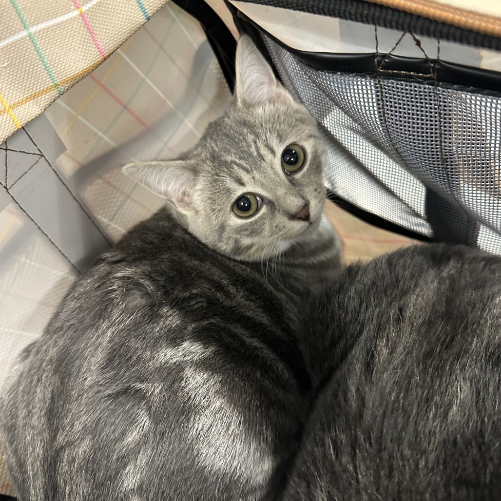 Shelter Stray Unknown Cat last seen , 980 Guilford College Rd, Greensboro, NC 27409, USA