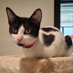 Shelter Stray Female Cat last seen , 3607 N Armenia Ave, Tampa, FL 33607, USA