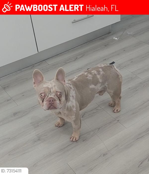 Lost Female Dog last seen Near St Near Palm Avenue, Hialeah, FL 33010