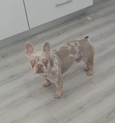 Lost Female Dog last seen Near St Near Palm Avenue, Hialeah, FL 33010
