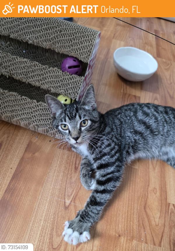 Found/Stray Unknown Cat last seen Conway Rd and Lake Underhill, Orlando, FL 32807