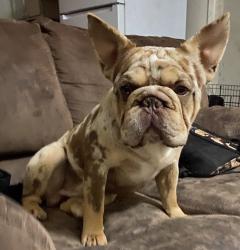 Reunited Male Dog last seen 50th & Mlk, Lubbock, TX 79404