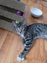 Found/Stray Unknown Cat last seen Conway Rd and Lake Underhill, Orlando, FL 32807