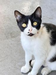 Found/Stray Male Cat last seen Hemphill st, Fort Worth, TX 76102