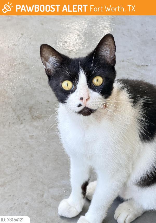 Found/Stray Male Cat last seen Hemphill st, Fort Worth, TX 76102