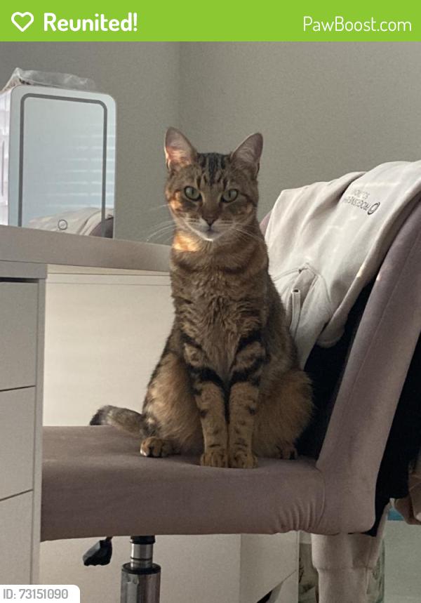 Reunited Male Cat last seen N Nursery Rd, Irving, TX 75061, USA, Irving, TX 75061