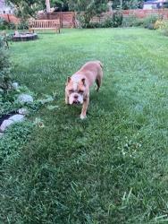 Found/Stray Female Dog last seen Pendleton Pike, Indianapolis, IN 46236