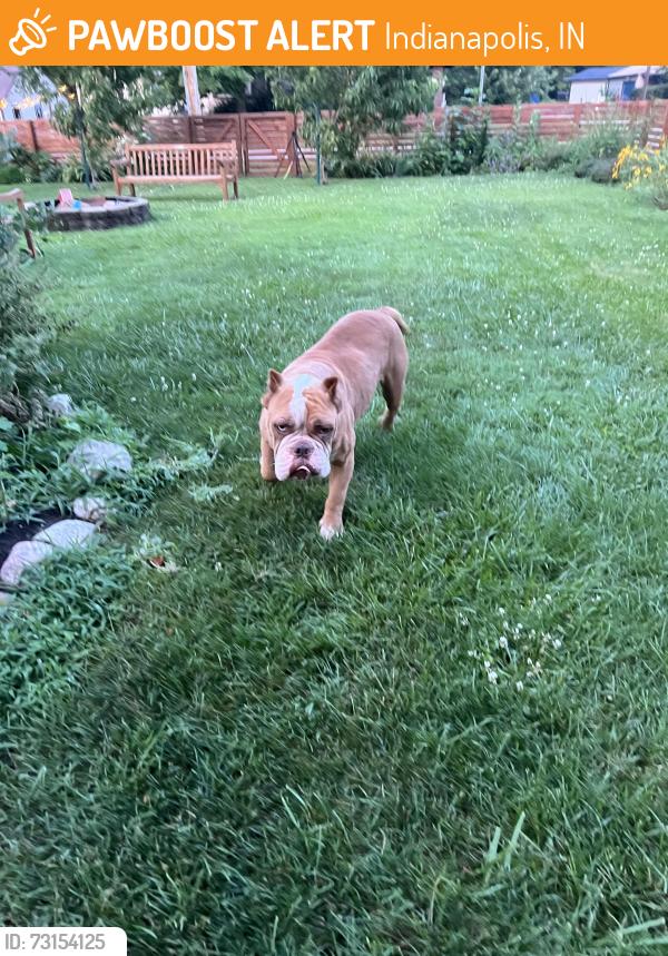 Found/Stray Female Dog last seen Pendleton Pike, Indianapolis, IN 46236