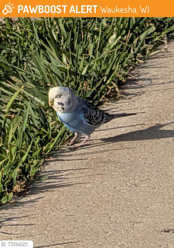Found/Stray Unknown Bird last seen Playground in front of CF Schuetze Rec center on sidewalk, Waukesha, WI 53186