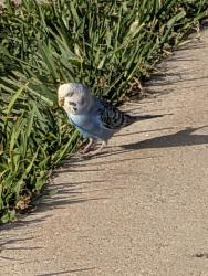 Found/Stray Unknown Bird last seen Playground in front of CF Schuetze Rec center on sidewalk, Waukesha, WI 53186