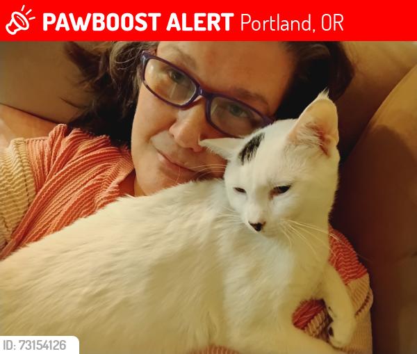Lost Male Cat last seen NE Schuyler, Portland, OR 97212
