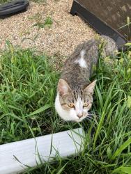 Found/Stray Female Cat last seen Union Ave and Parker Ave, Aurora, IL 60505