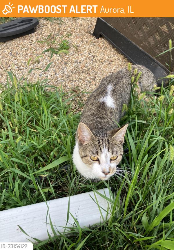 Found/Stray Female Cat last seen Union Ave and Parker Ave, Aurora, IL 60505